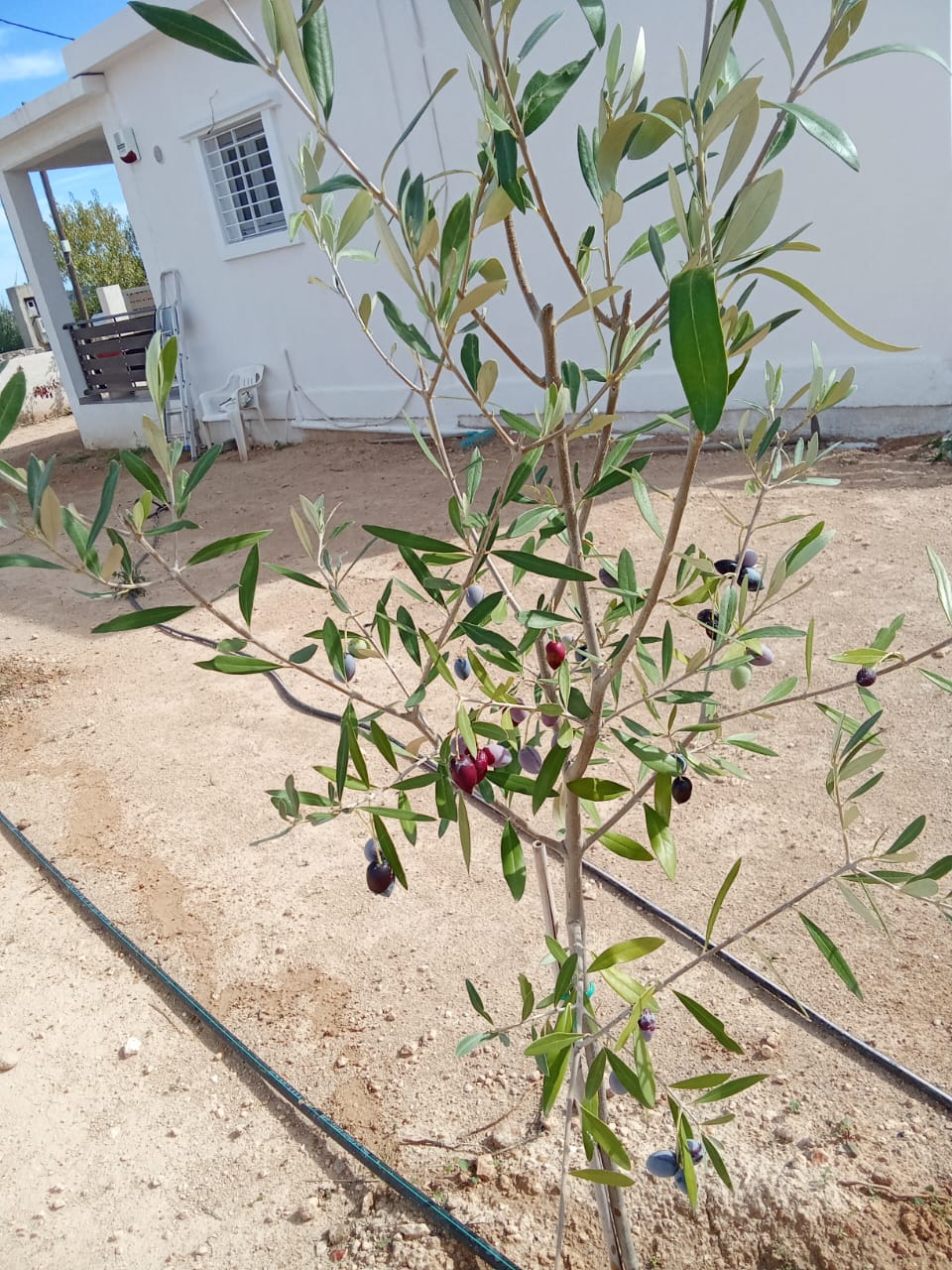 Aegina: Where My Roots Are Growing — One Olive Tree at a Time