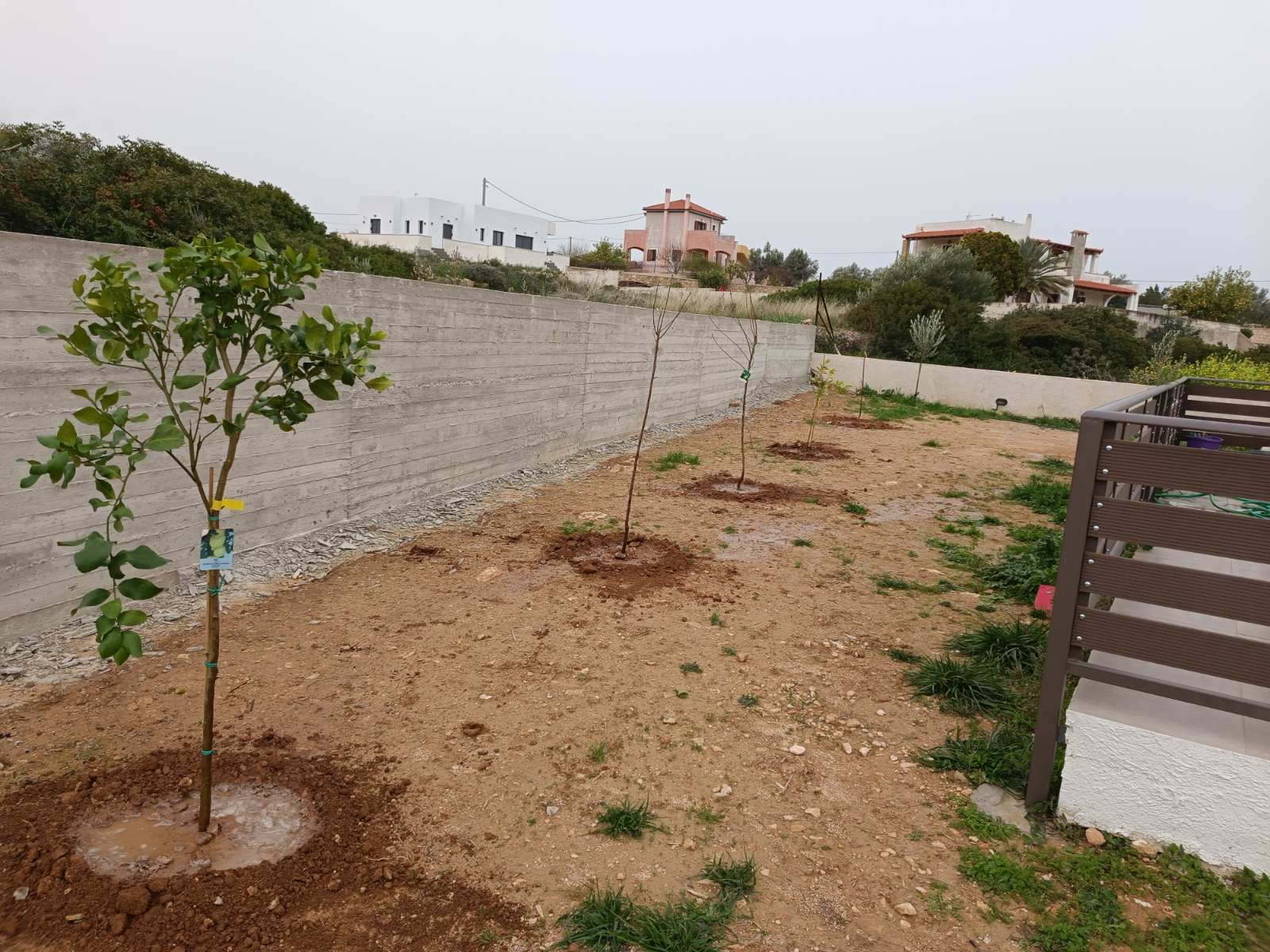 More Trees for Us — and for the Planet